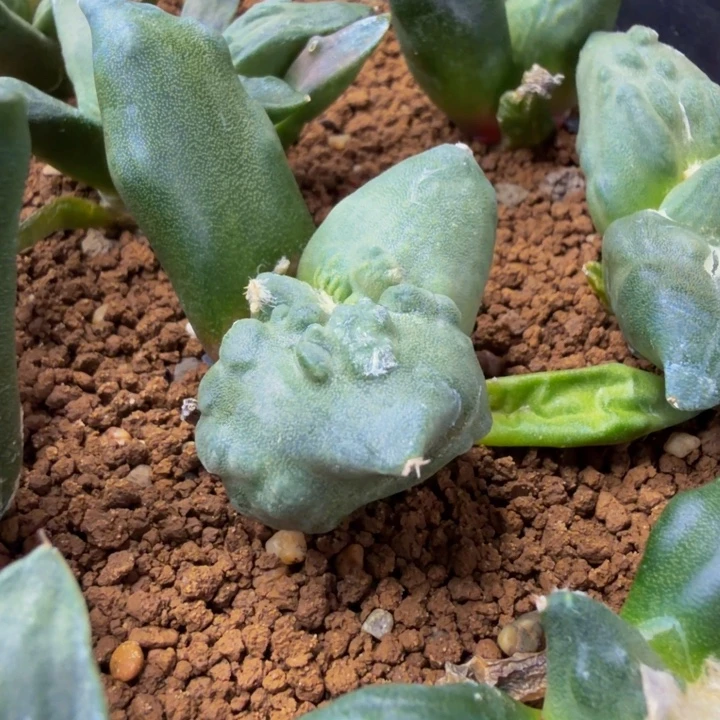 巨大型升级版的河豚怒