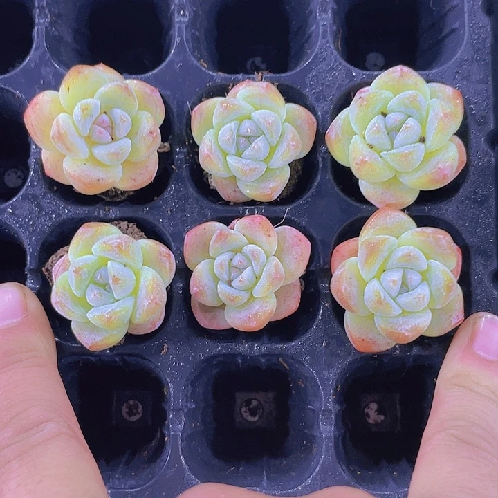 爱***茶6颗冰玉【满10颗包邮】