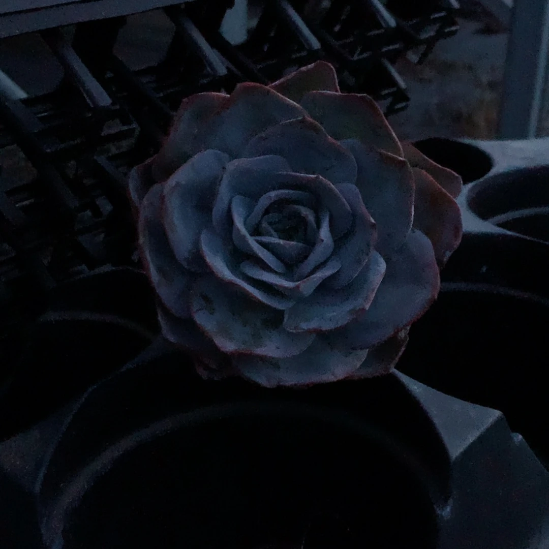 布鲁兰885588888888888