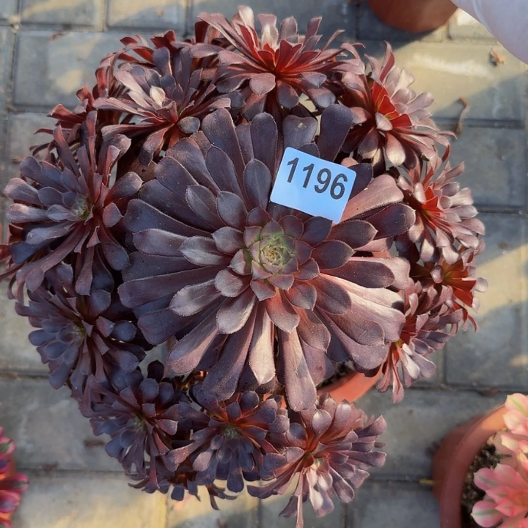 全部花朵1196黑铜壶444guanfu30