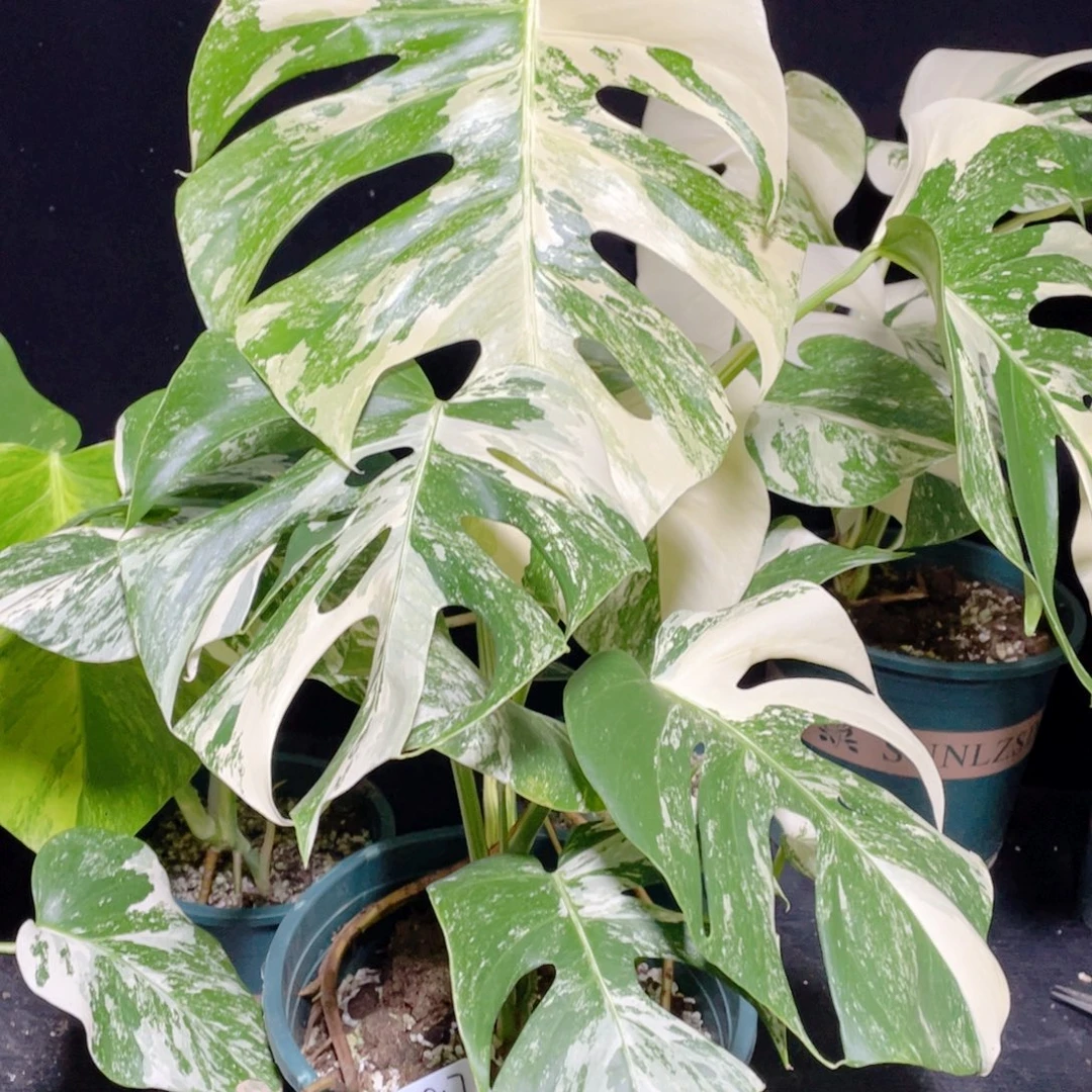 格***格完全开放006白龟不包蕉叶和叶损