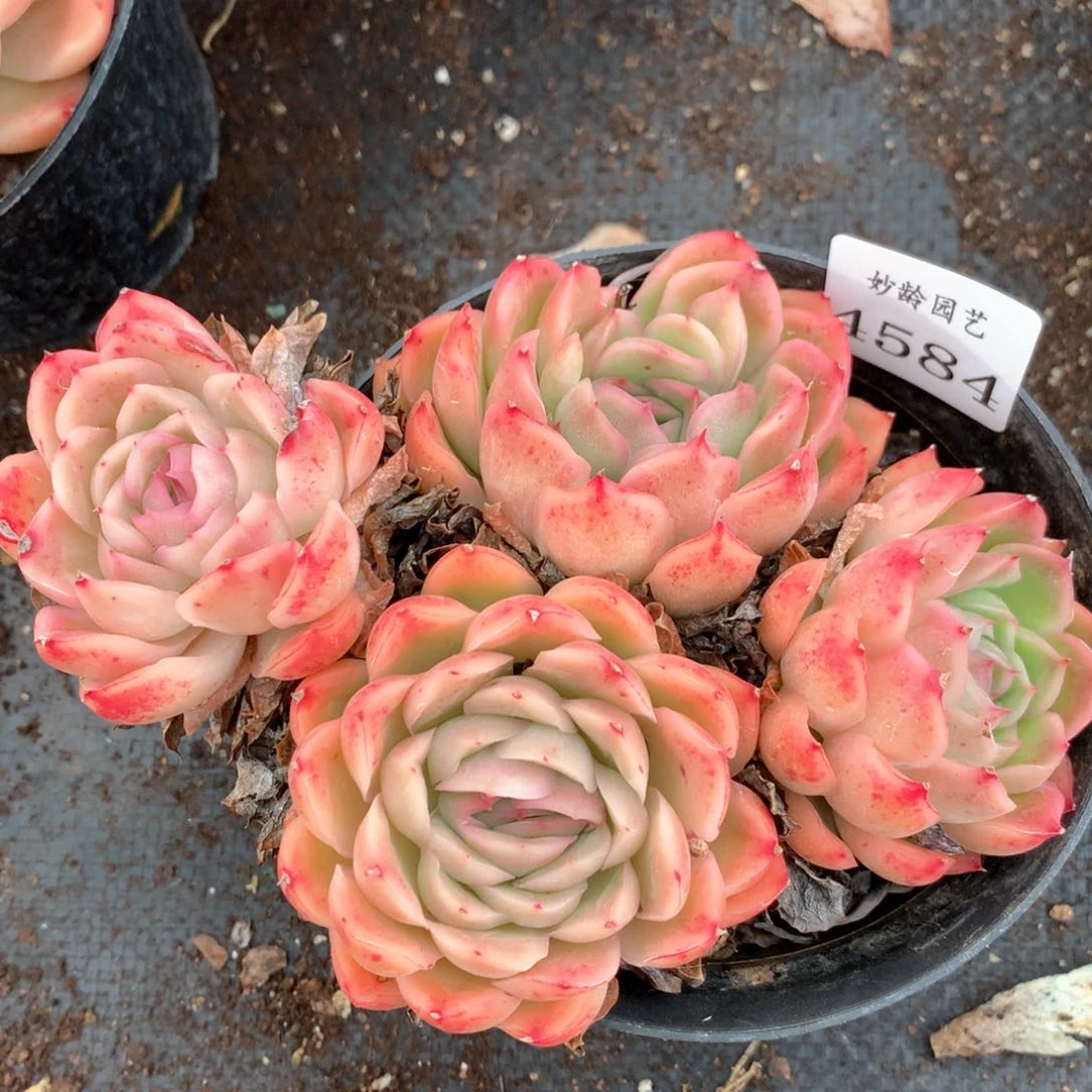 4584杂交多肉植物基地