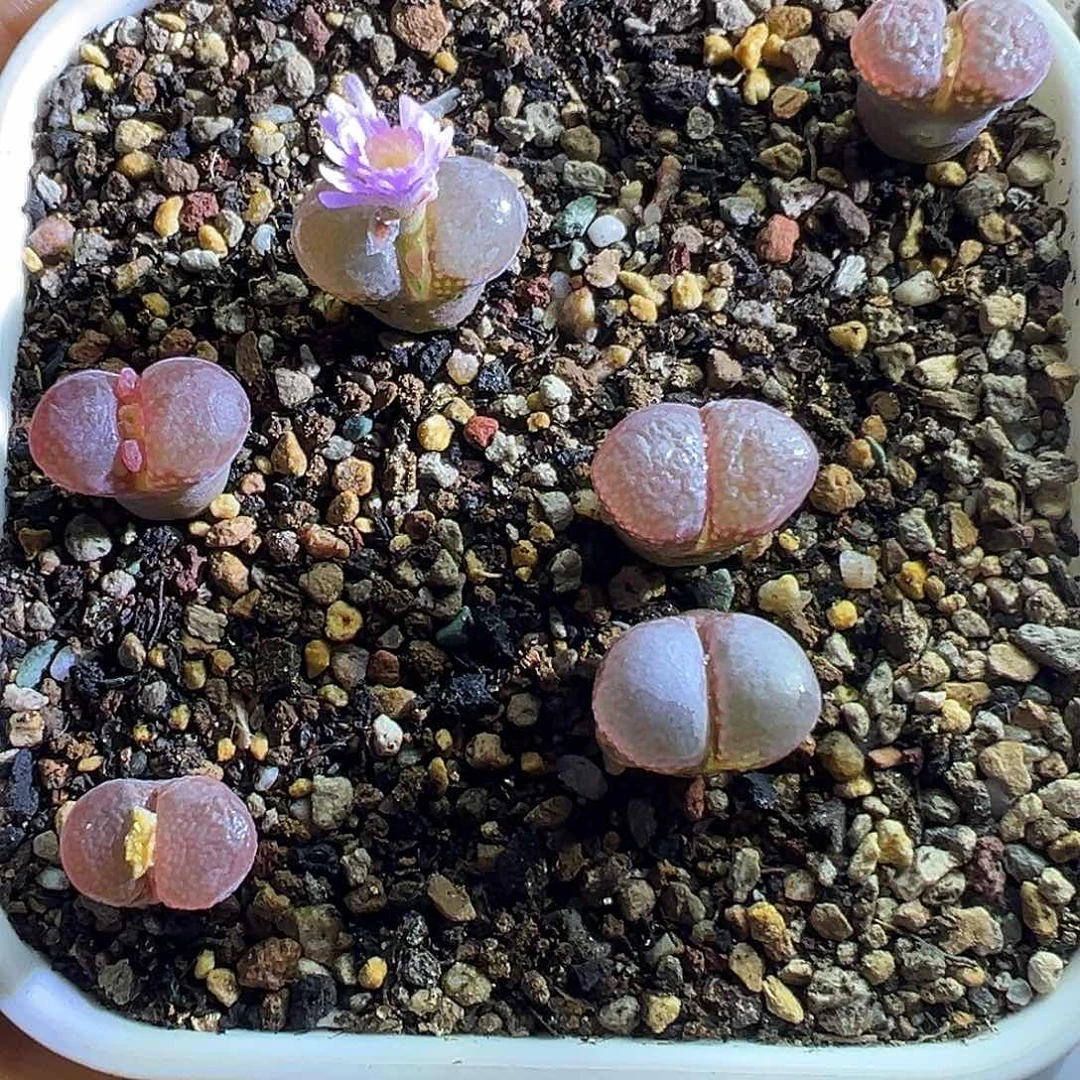 混播红风铃。       6棵。