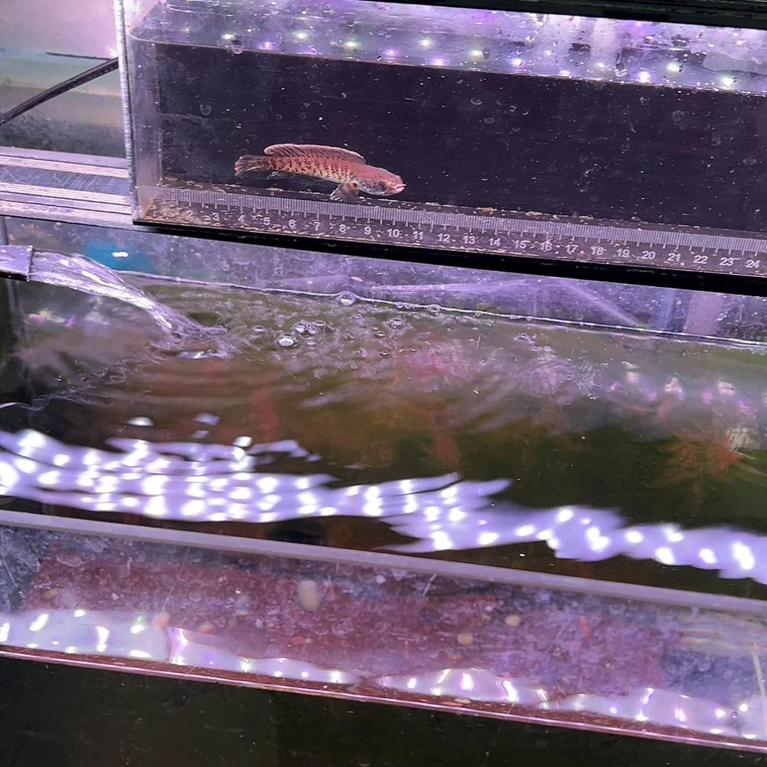 叁***饮海水眼镜蛇专拍链接