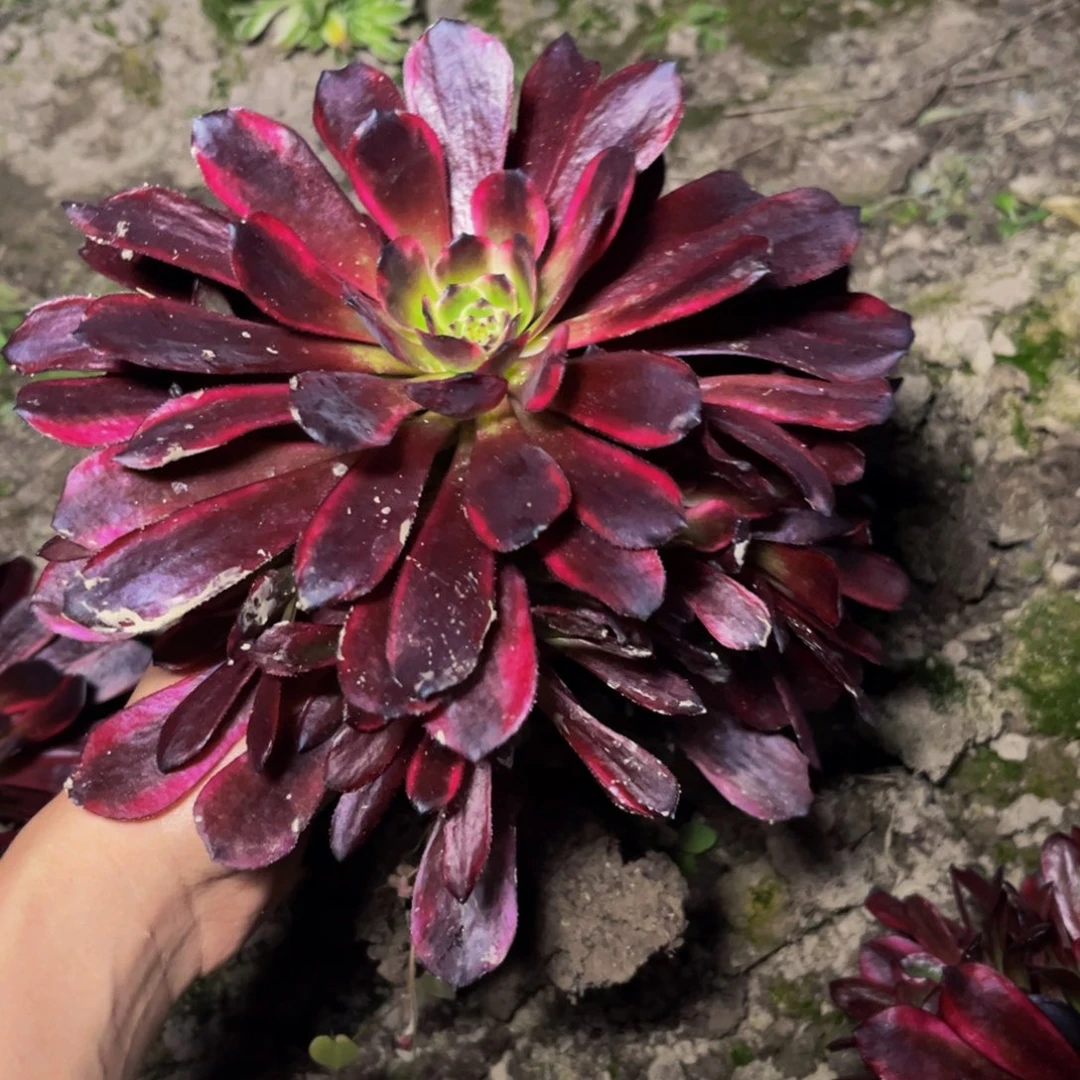 刺兔多肉植物捧花的