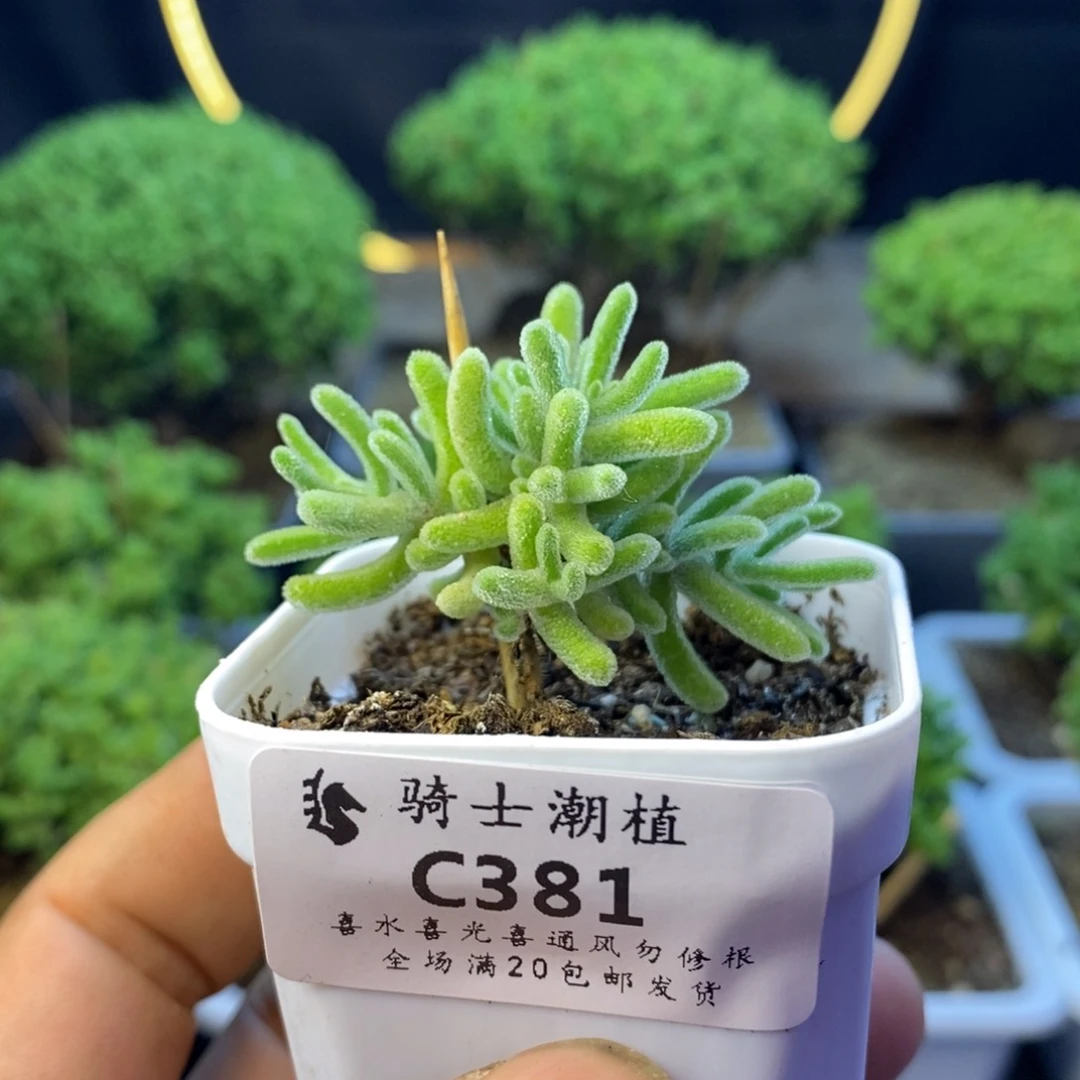 381实生优选橙叶枝干