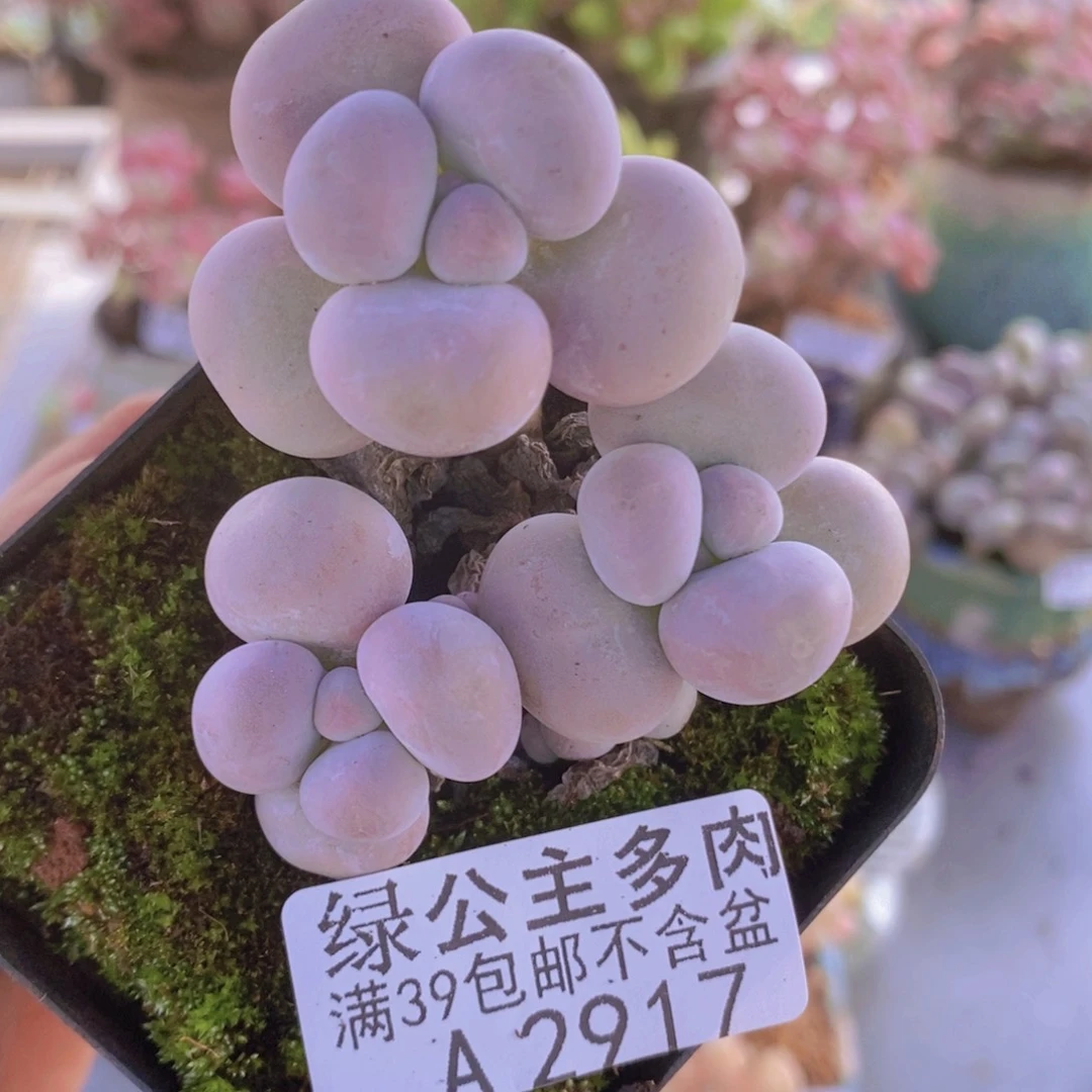 芭比奶洛6cm2917多肉植物