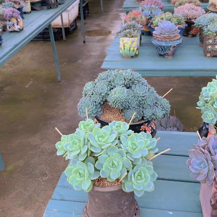 恋曲朵朵缀化自然群