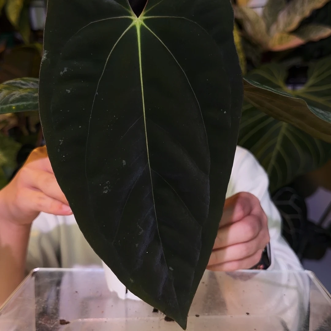 完全开放R199暗黑巴拿马