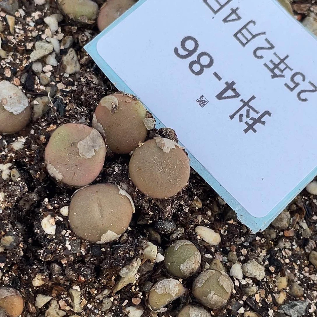 婳*夭4-86肉锥多肉植物