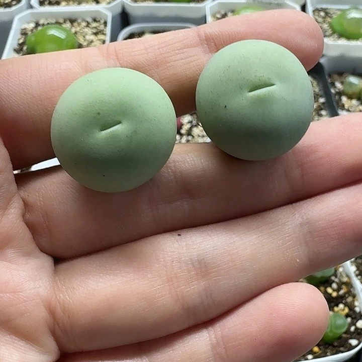 夏***菟老马生石花鸽子蛋2244