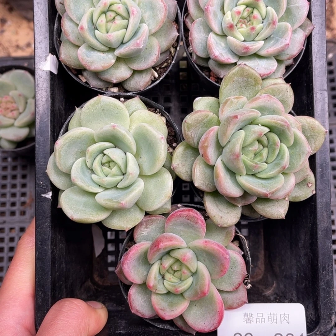 多肉一物一拍26-201