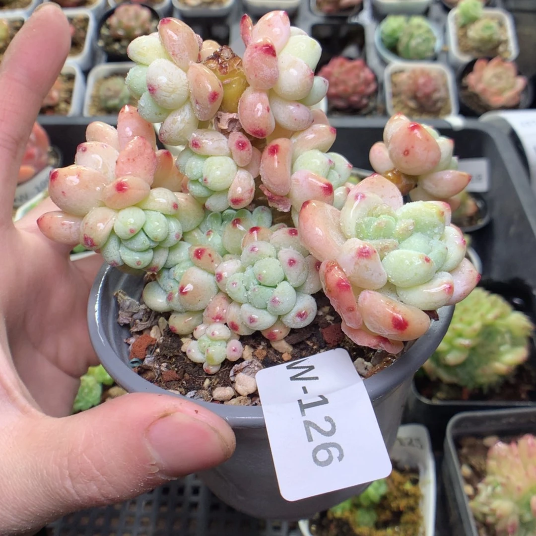 W126y y y y y y y y