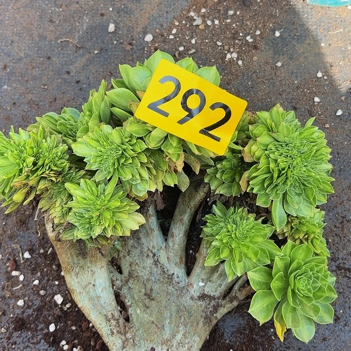 多肉植物福利292