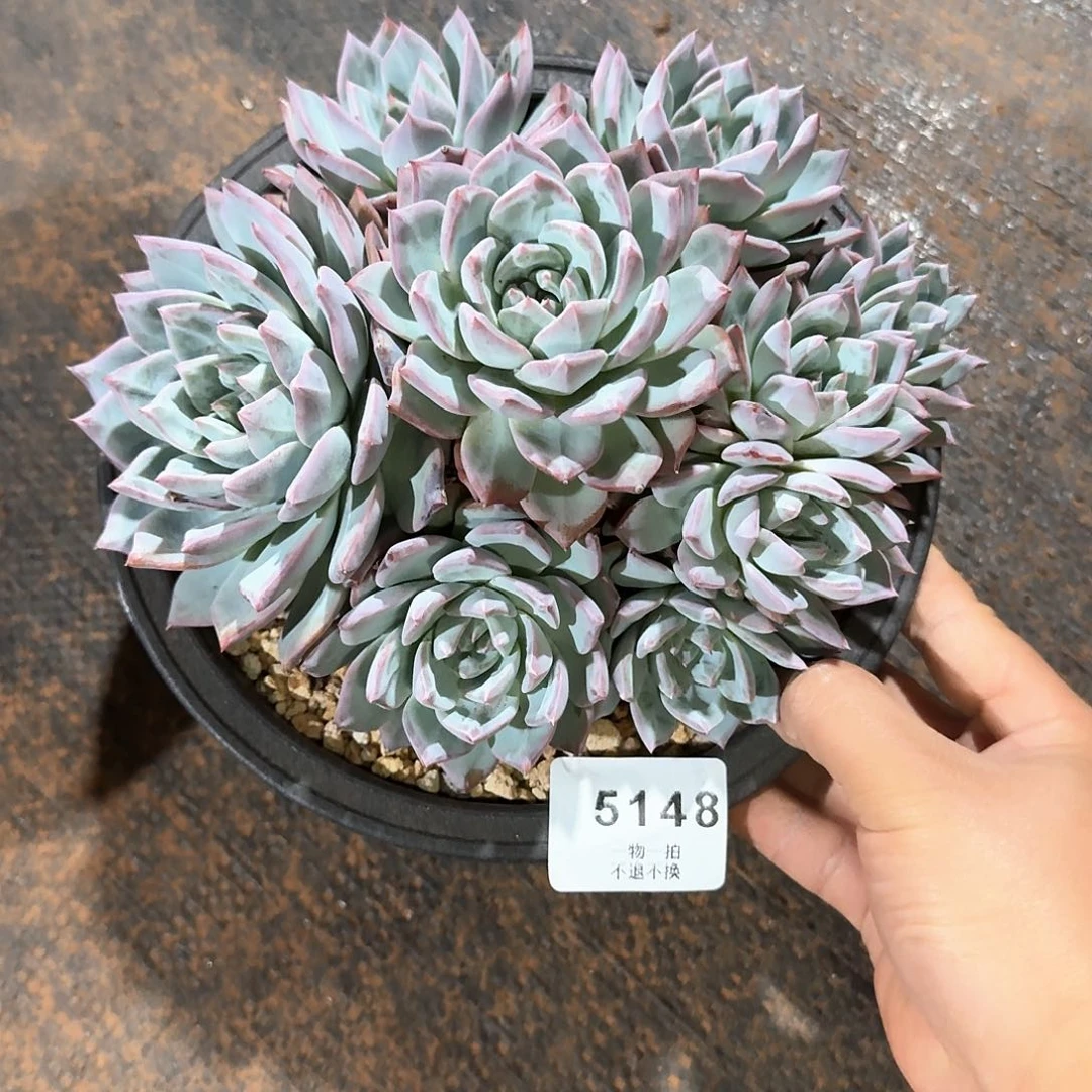 吴5148号粉蓝鸟群生