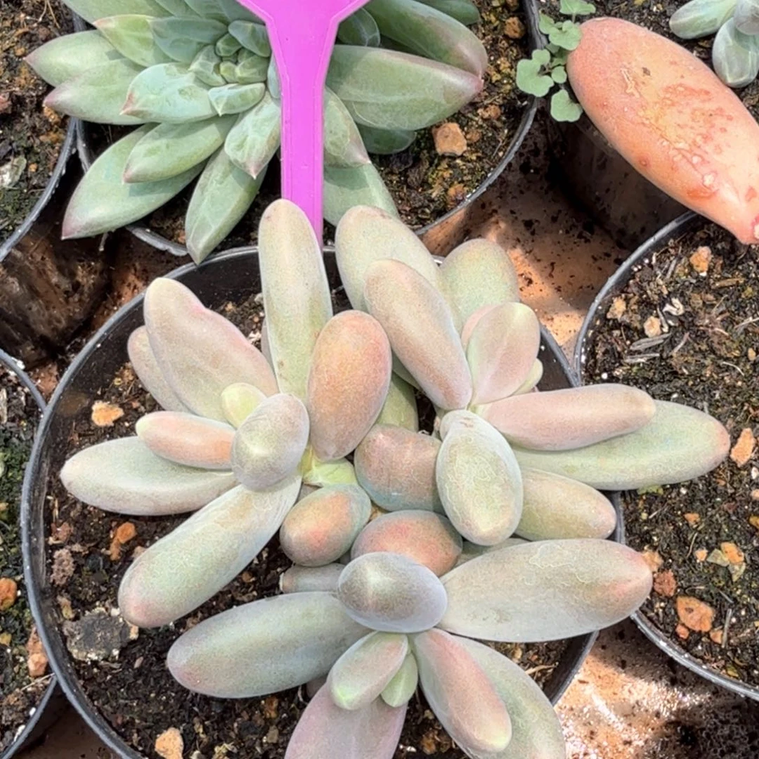 日光灯多肉植物847