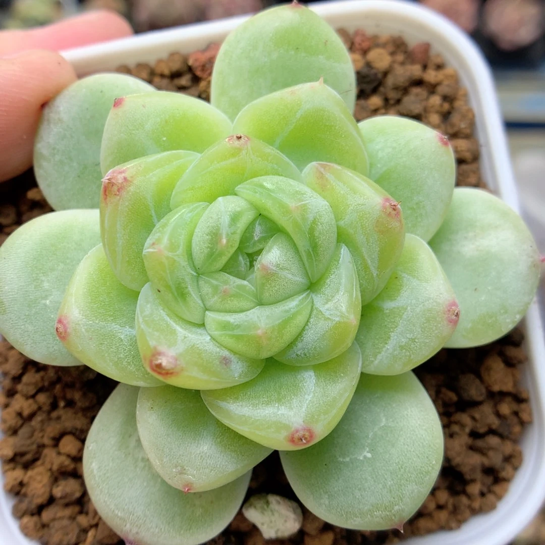 G54优选珍妮，柿子多肉20包邮两天凑单