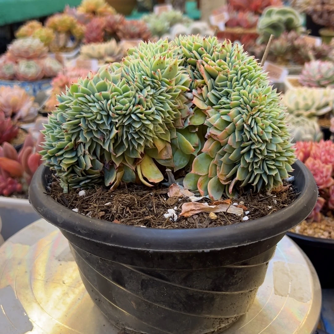 三色堇板子缀，，，，，，，，，，，，，