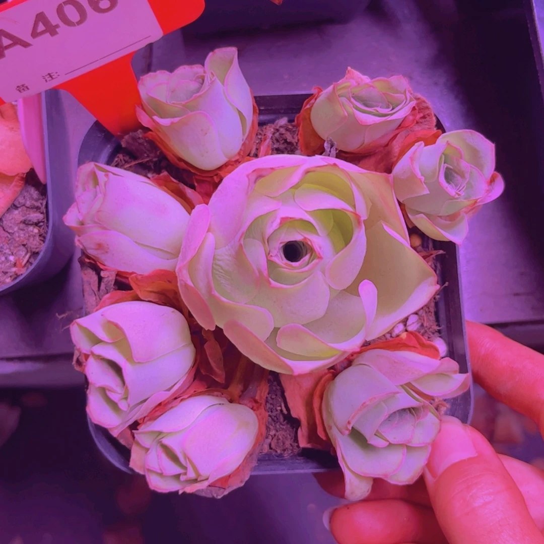 406山地玫瑰粉色