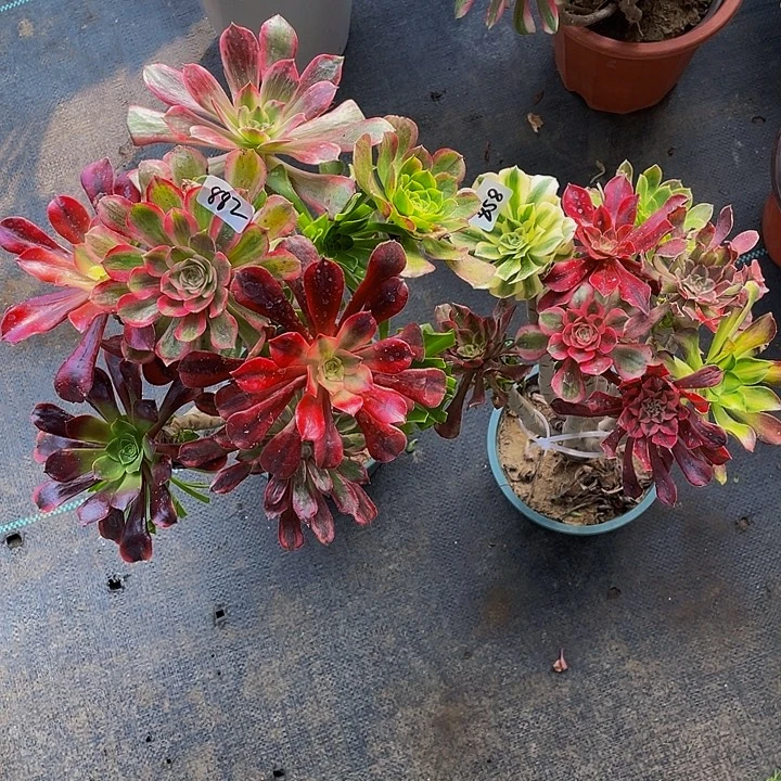 Y***型架接858和882号组合2棵