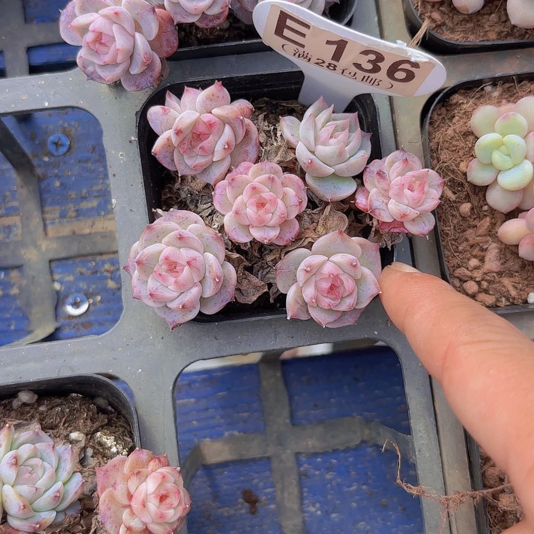 E136蓝孔雀一物一拍