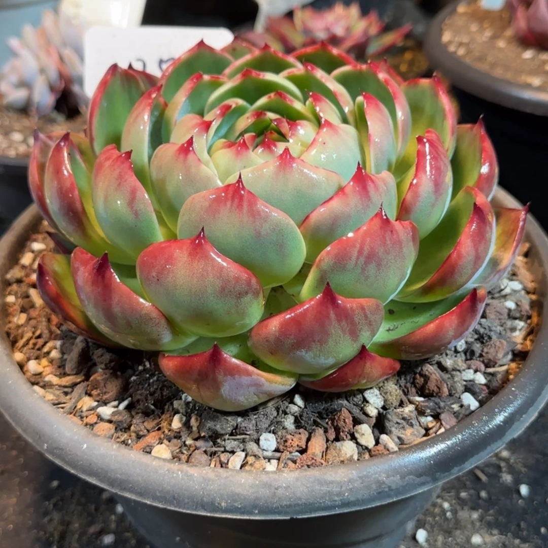 包子花脸惊鸿一物一拍包装收缩花旱258