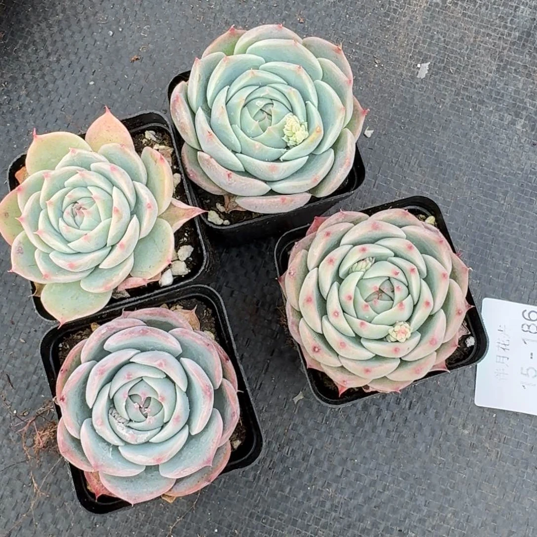 吉娃娃杂交蓝丝绒量拍15-186