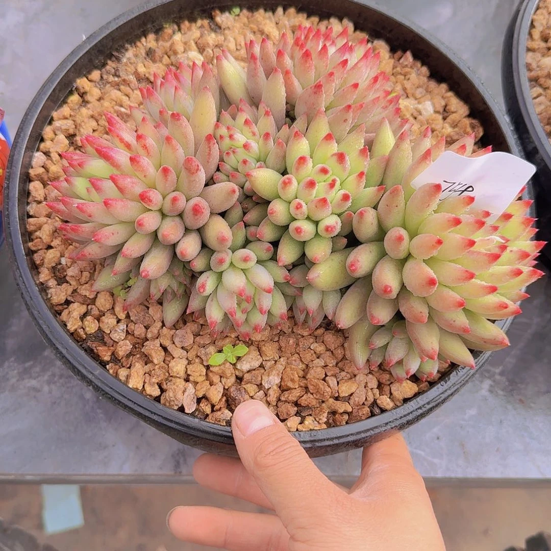 1754二代虞多肉植物