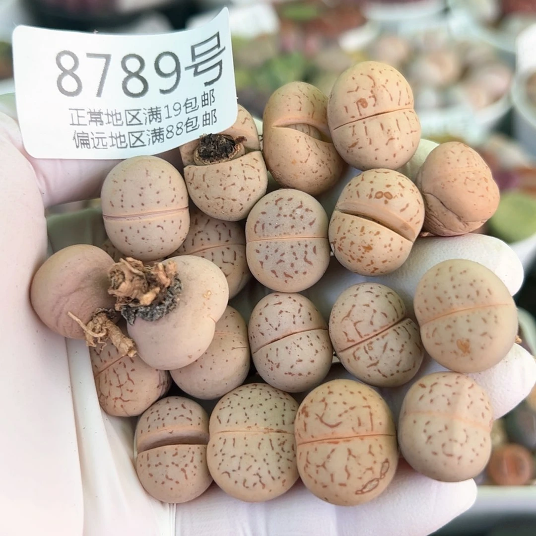 8789三年粉大白20颗1.5cm左右