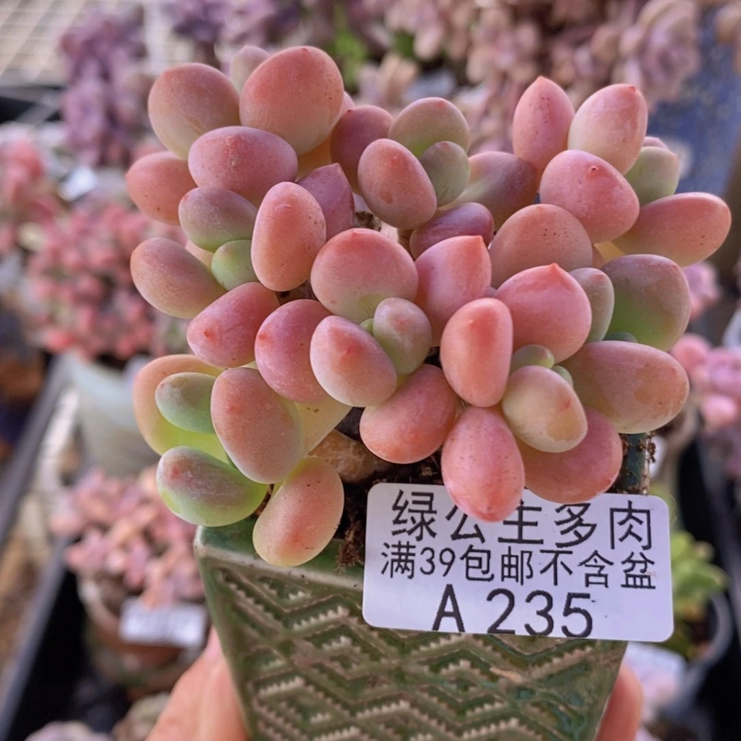橘子香水洛神7cm235多肉植物