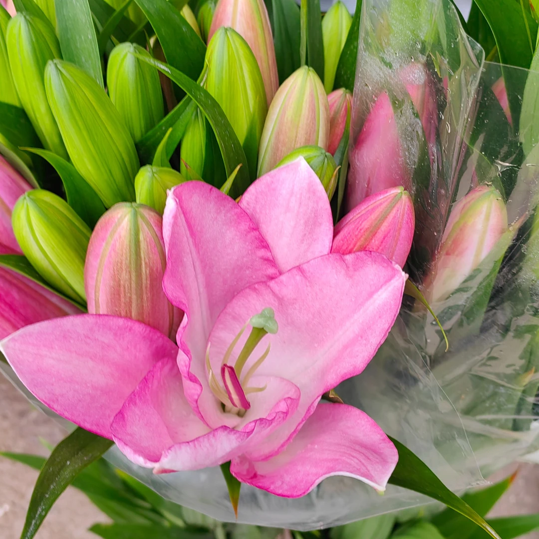 【花领域】粉精灵 香水百合 同地址任意两单顺丰包邮