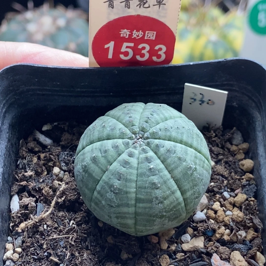 实生白肌神玉布纹球3.1cm