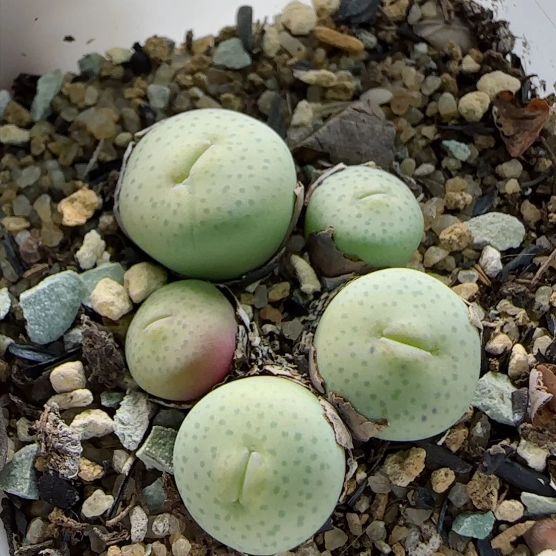 2-2-2-2全场8.8折58包邮超嘟嘴奶油脱土