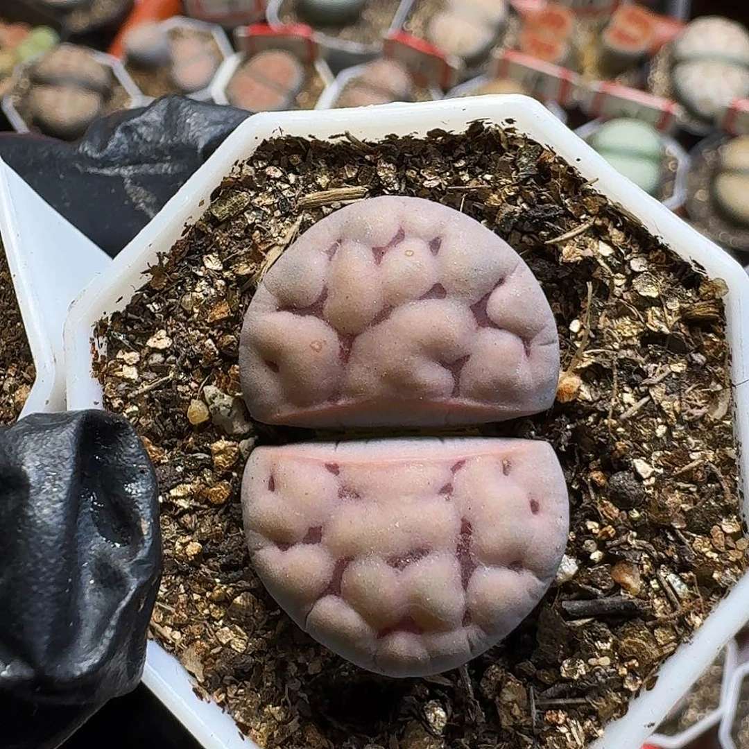 巨***笑生石花111111。   227