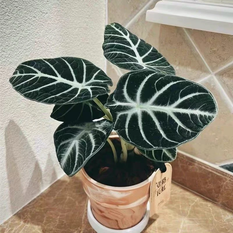 新疆包邮 精致海芋盆栽（忍者神龟）桌面盆栽