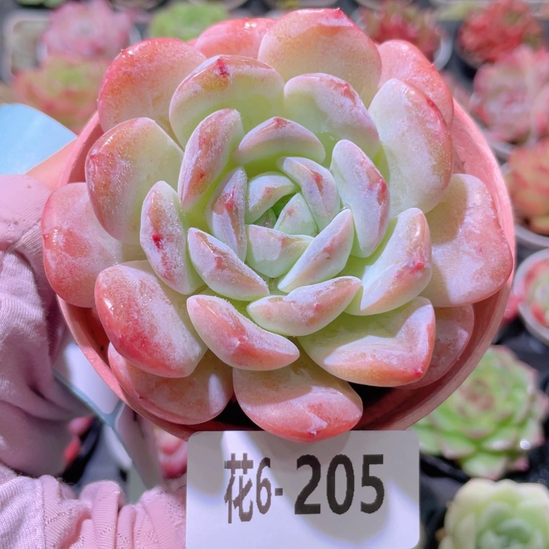 花利美6-205红胖子
