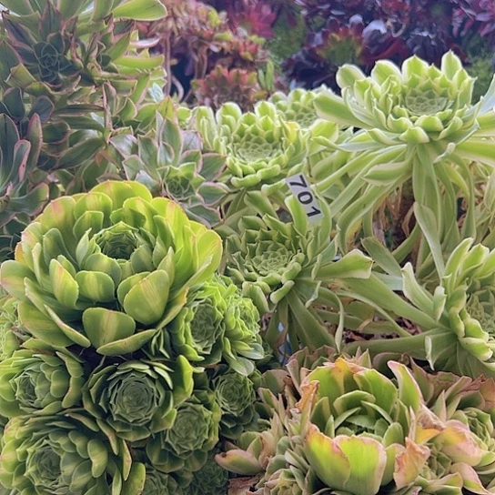 逍***云多肉植物四个法师