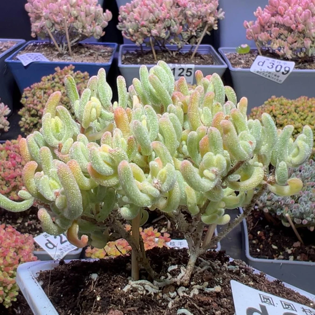 【闪购商品】d334橙叶锦枝干番杏特一颗