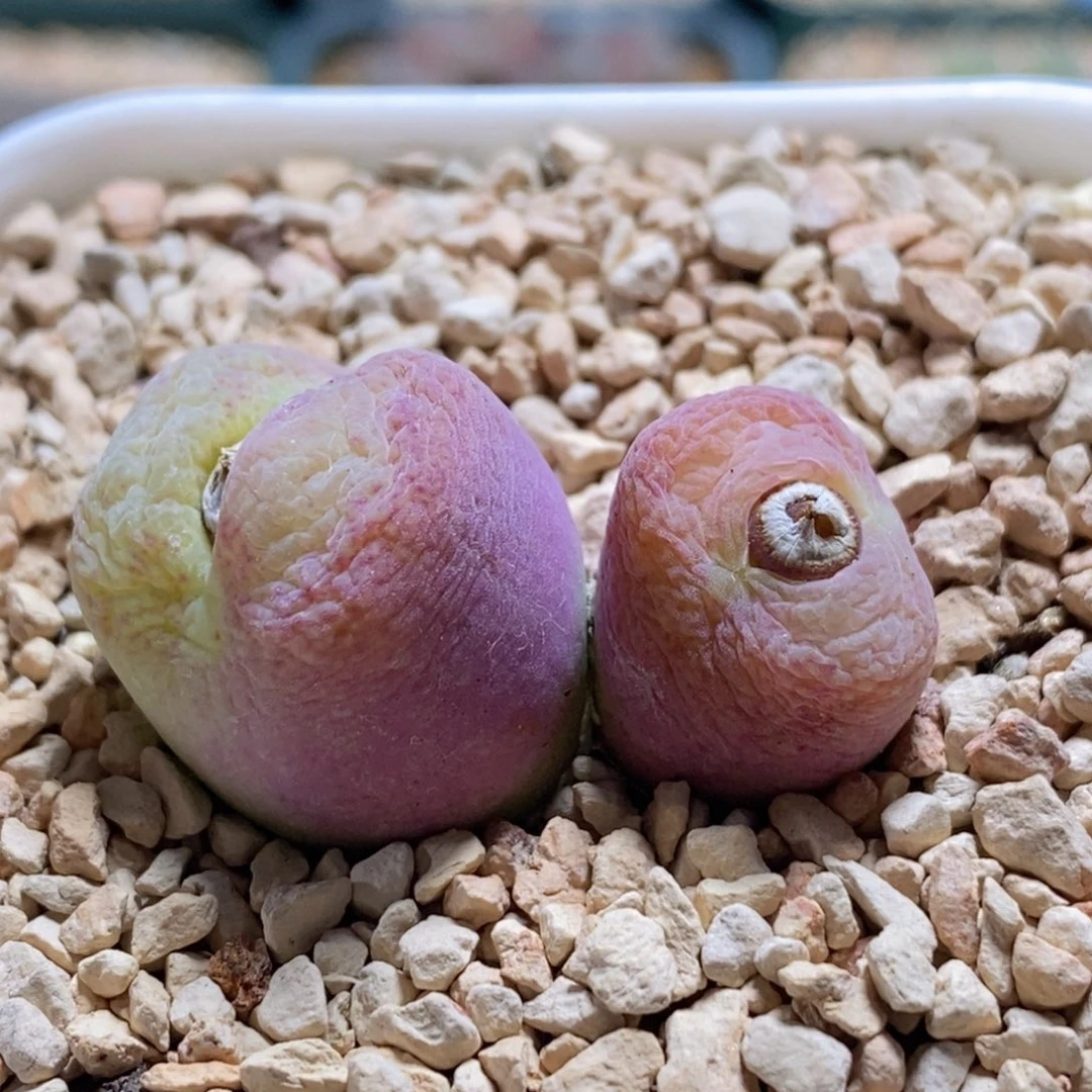 好看好看好看好大翠光