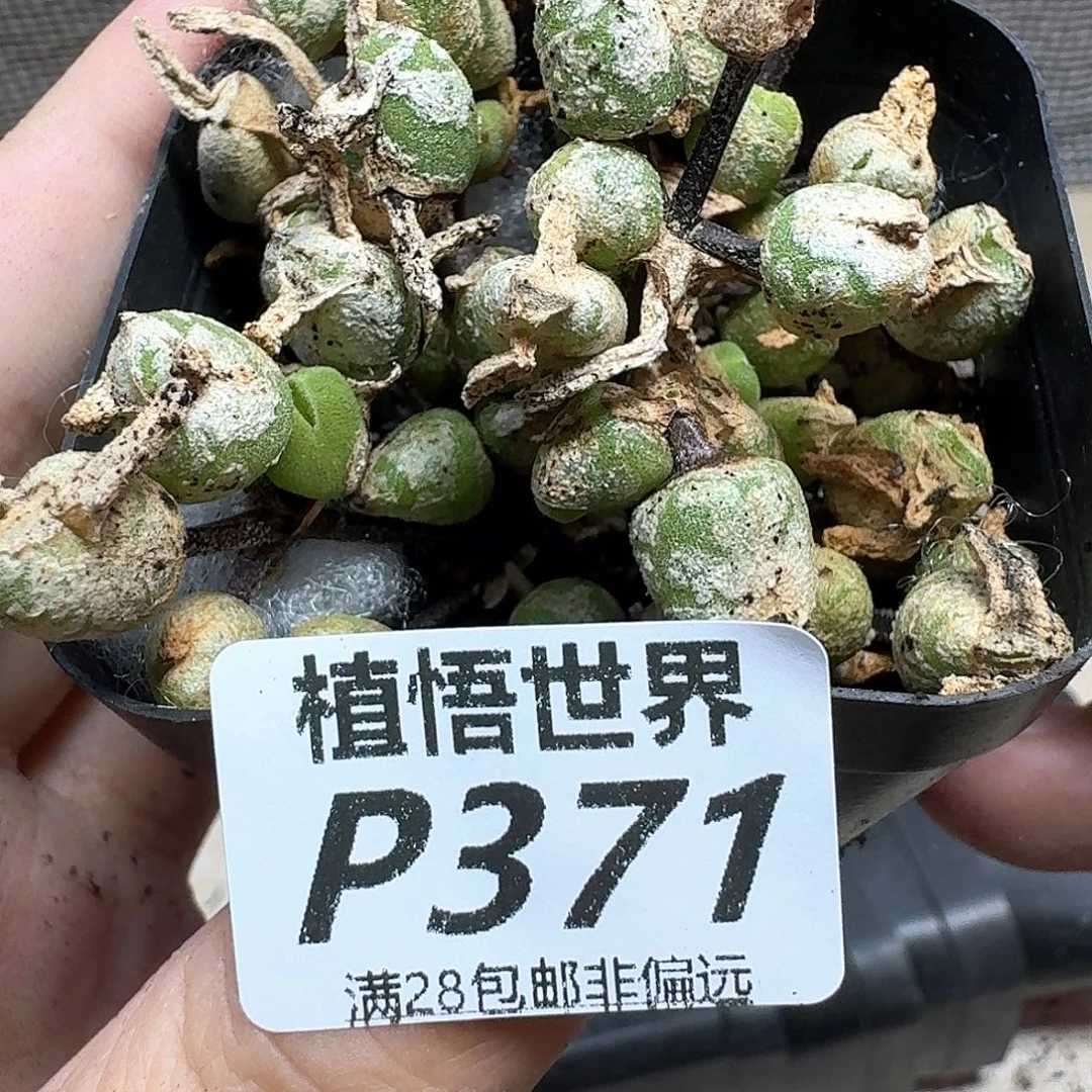 多肉植物的润泽地方