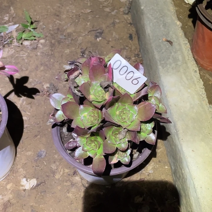 用***花多肉植物法师6魅影七彩