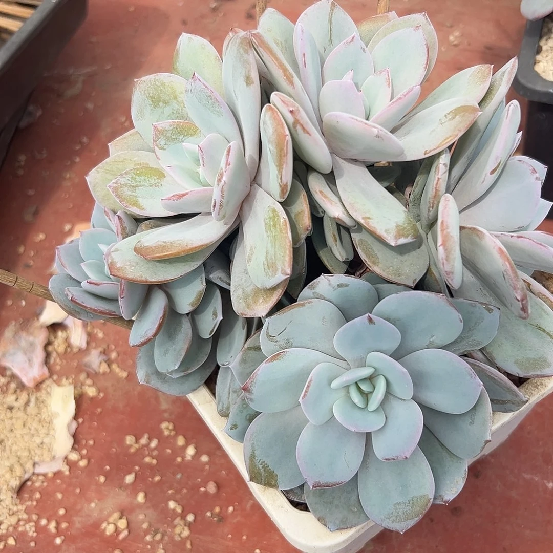 1013-31奶茶多头多肉