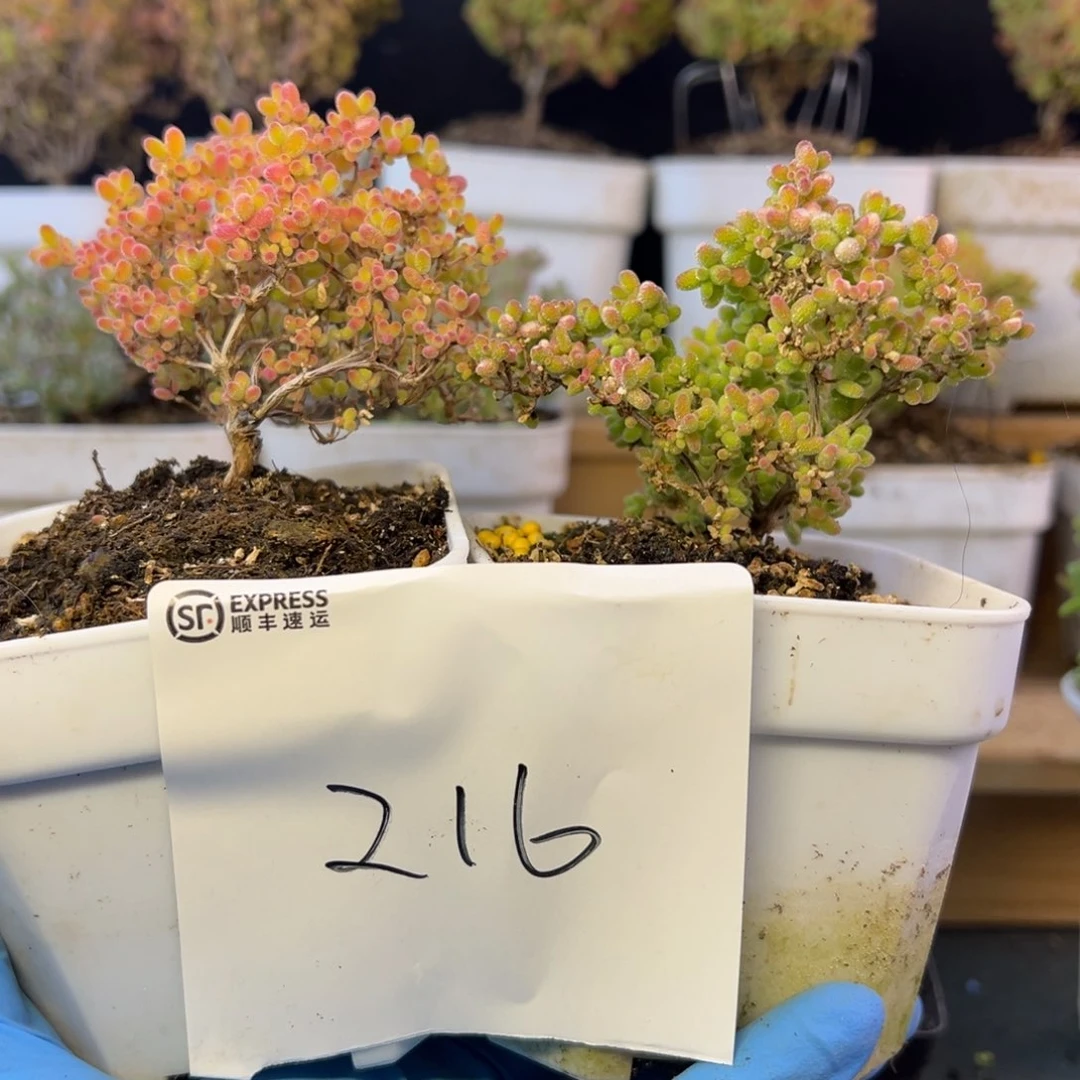 8厘米蜜橘龙凤胎216➕小惊喜