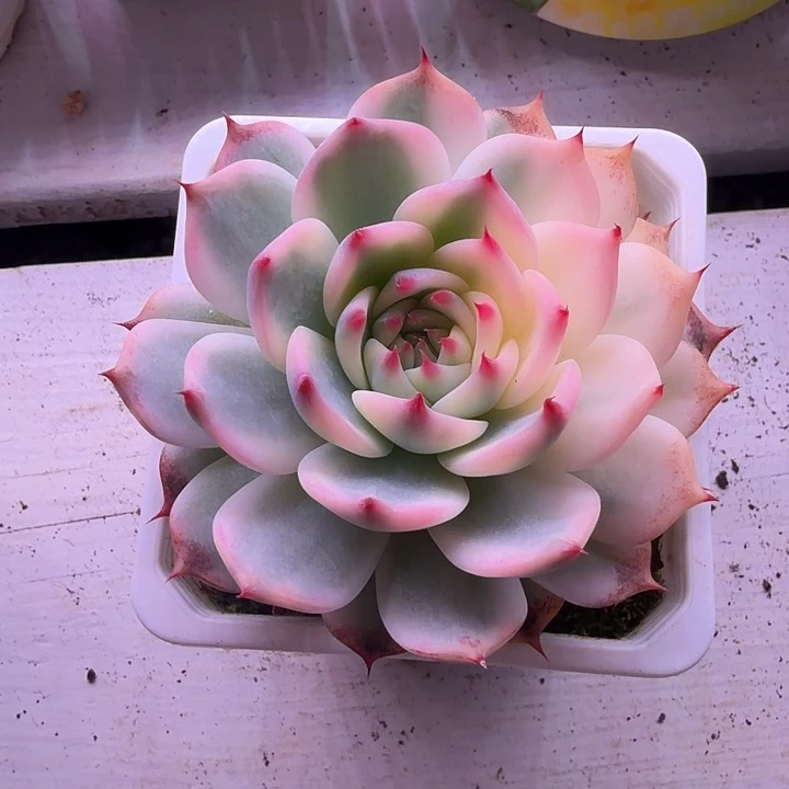 不开花植物吉娃娃锦多38包邮