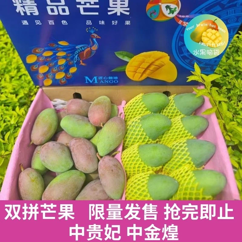 芒果黄金CP贵妃芒+金煌芒双拼爆汁组合香甜肉厚坏果包赔