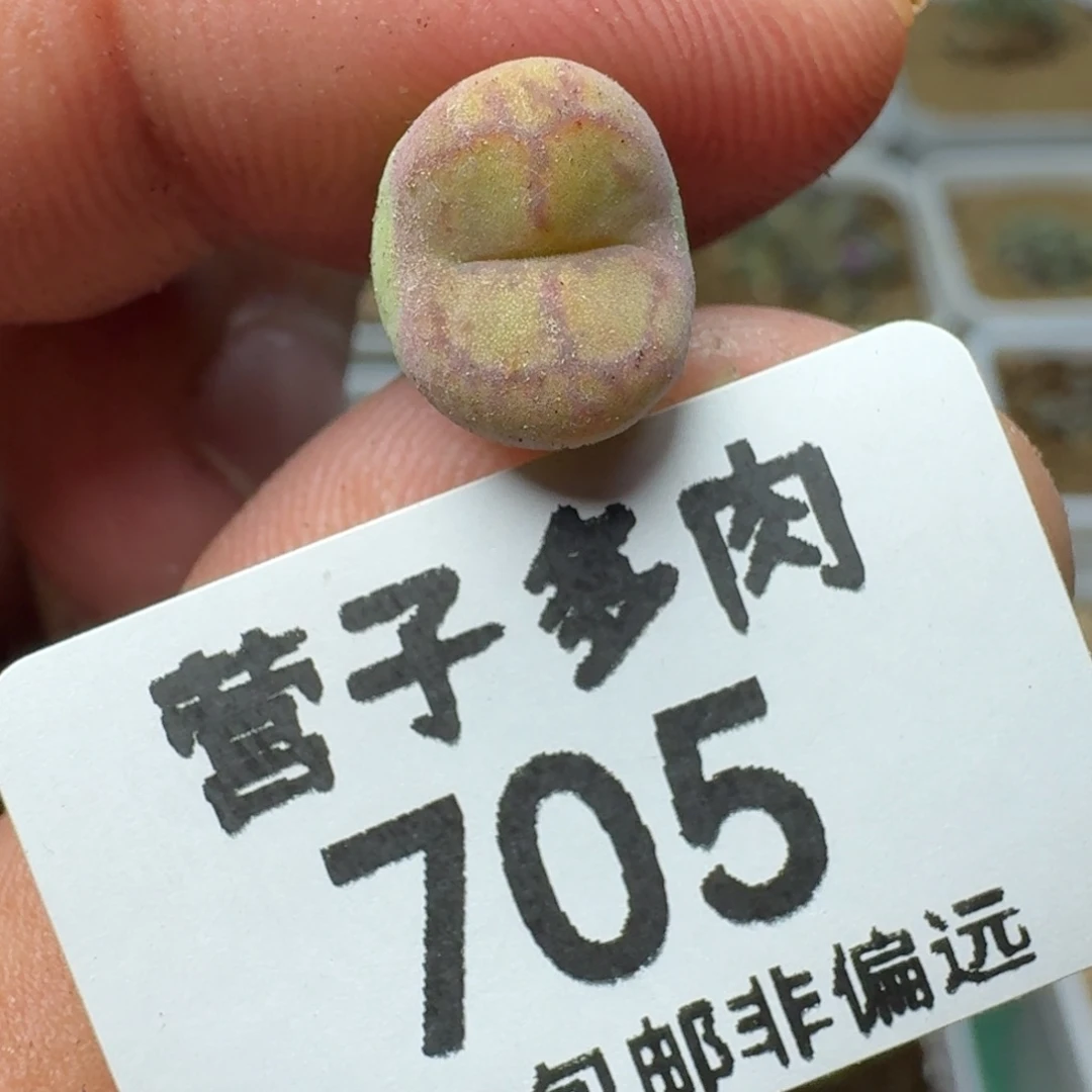 毛杂