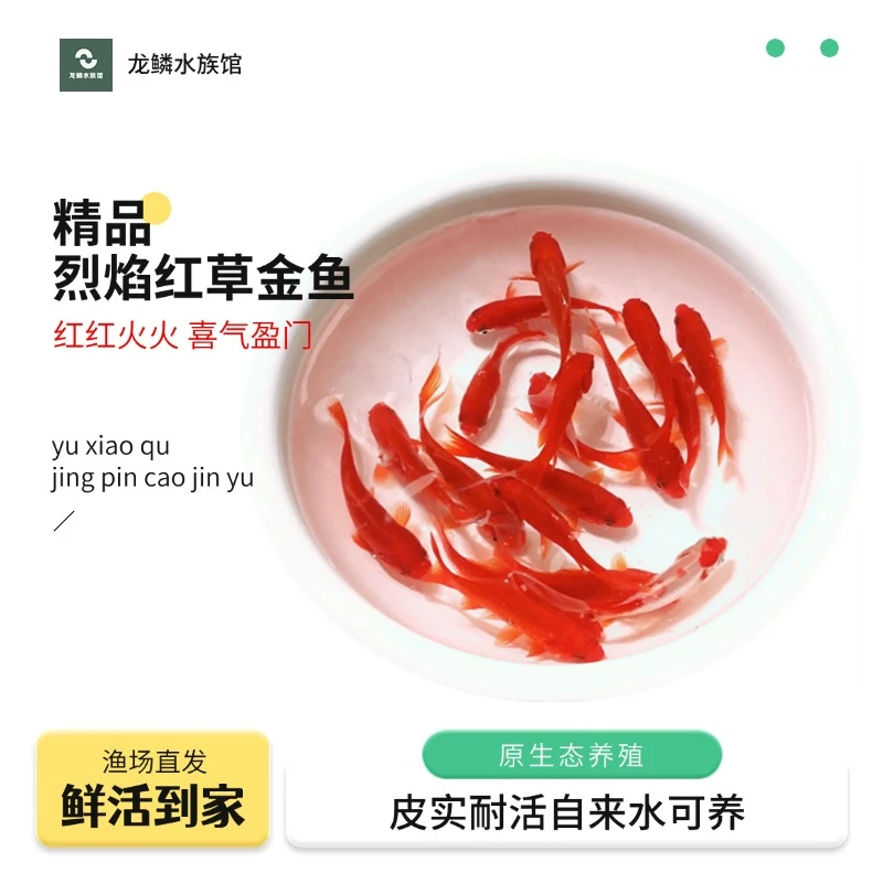 【福利7-9厘米15条】烈焰红草金鱼精品观赏金鱼水族观赏鱼超萌好物