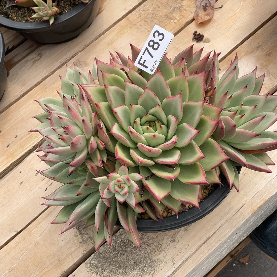 若如东云单拍F783