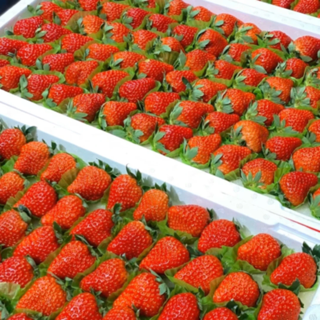 丹东久久草莓（大果，毛重五斤左右）