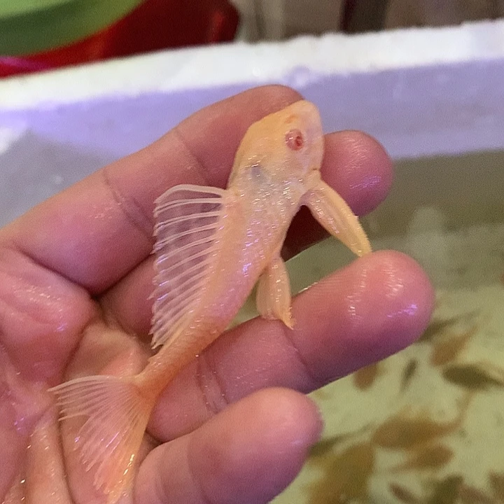 我****慈鲷鱼直播女王2条